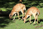Tierpark Hellabrunn: Nyala Antilope