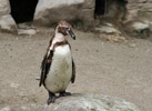 Tierpark Hellabrunn: Humboldt-Pinguin
