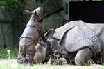 Tierpark Hellabrunn: Nachwuchs bei den Panzernashörnern