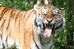 Tierpark Hellabrunn: sibirischer Tiger