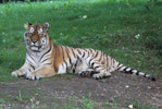 Tierpark Hellabrunn: sibirischer Tiger