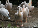 Tierpark Hellabrunn: rosa Pelikan