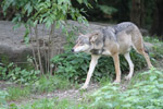 Tierpark Hellabrunn: europaeischer Wolf