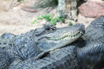 Tierpark Hellabrunn: Alligator