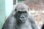 Tierpark Hellabrunn: Gorilla