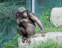 Tierpark Hellabrunn: Schimpanse
