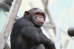 Tierpark Hellabrunn: Schimpanse