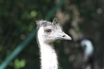 Tierpark Hellabrunn: Emu