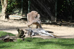 Tierpark Hellabrunn: Rotes Riesenkaenguru