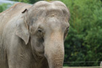 Tierpark Hellabrunn: asiatischer Elefant