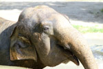Tierpark Hellabrunn: asiatischer Elefant
