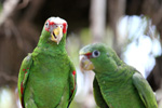 Tierpark Hellabrunn: Papageien