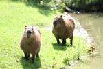 Tierpark Hellabrunn: Wasserschwein
